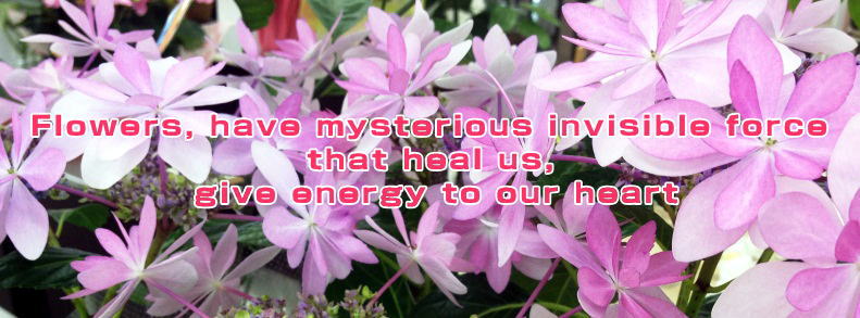 Flowers, have mysterious invisible force that heal us,  give energy to our heart
